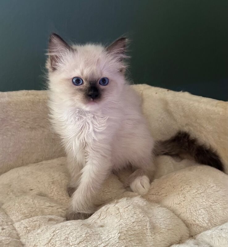 Ragdoll kittens for sale in Brampton, Cumbria – 7 weeks old