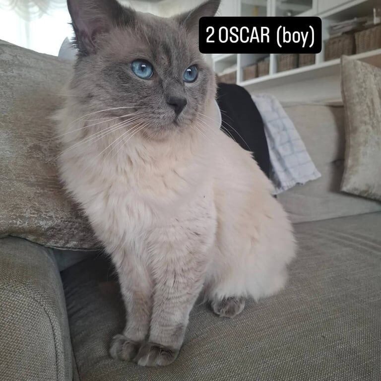 Ragdoll kittens for sale in North Acton, Greater London – 1 year old