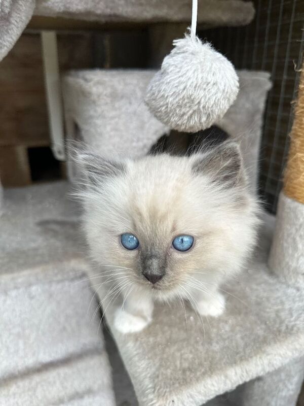 Ragdoll boy last left