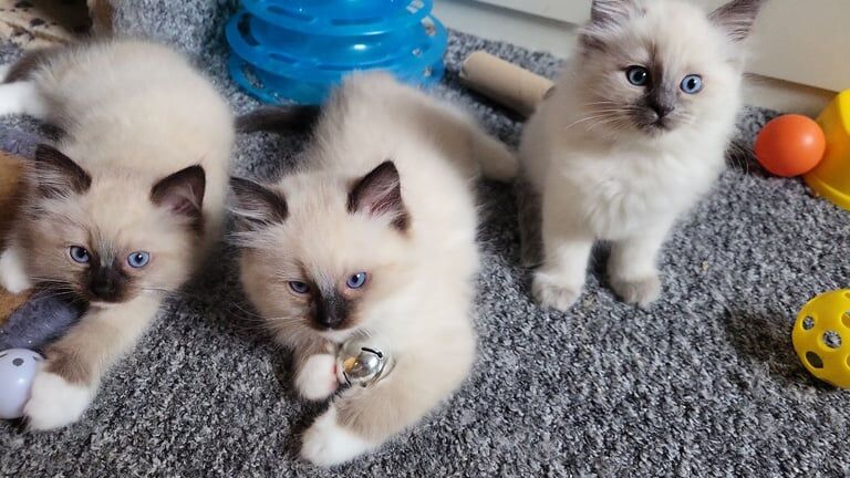 Ragdoll boys for sale in Clydebank, Dunbartonshire
