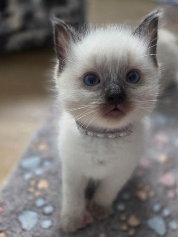 Ragdoll boys