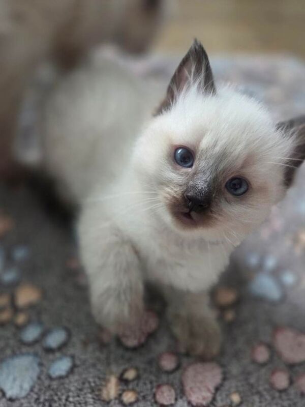 Ragdoll boys - Image 2 of 4
