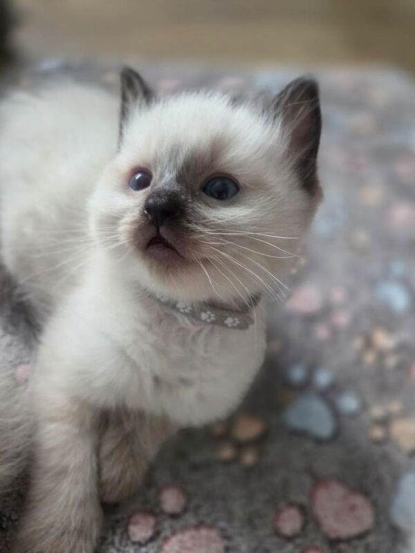 Ragdoll boys - Image 3 of 4