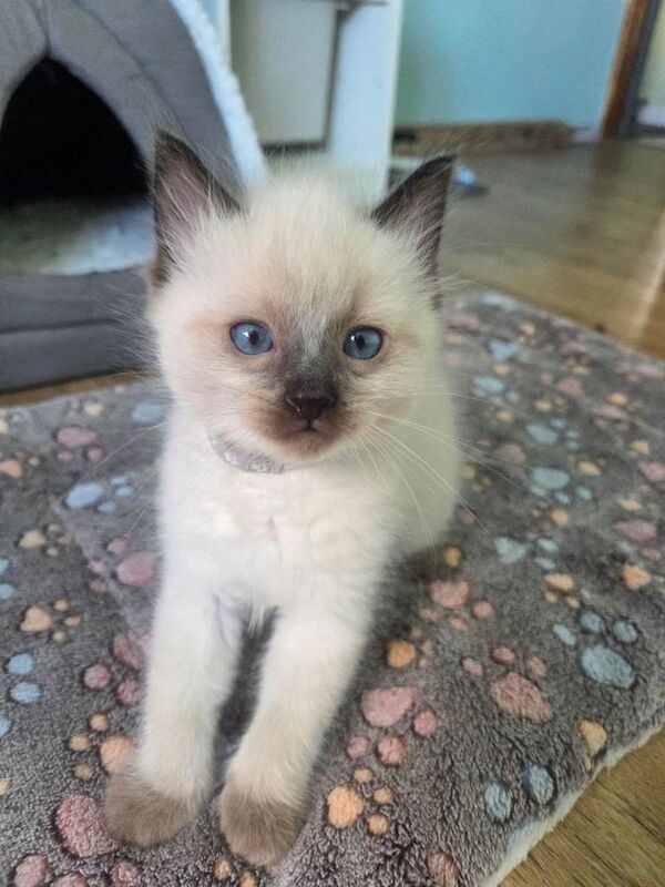 Ragdoll boys - Image 4 of 4