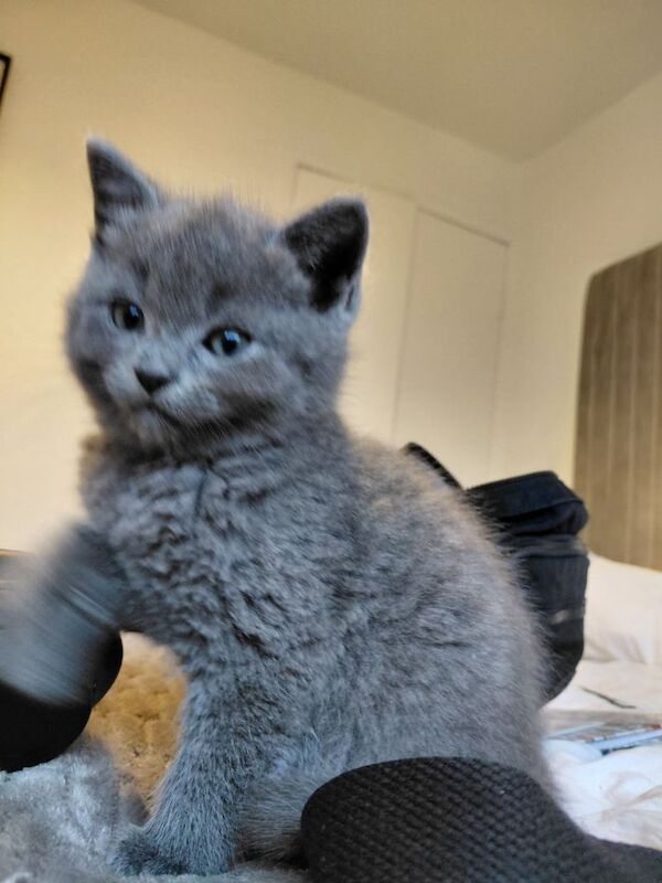 Ragdoll kittens for sale in Bearsden, Dunbartonshire – 7 weeks old