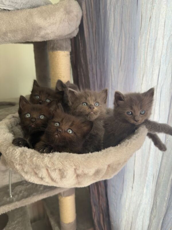 Ragdoll Kittens For Sale