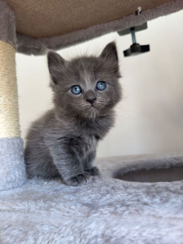 Ragdoll & British Shorthair Kittens - Image 2 of 5
