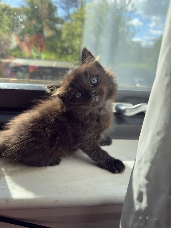 Ragdoll & British Shorthair Kittens - Image 3 of 5