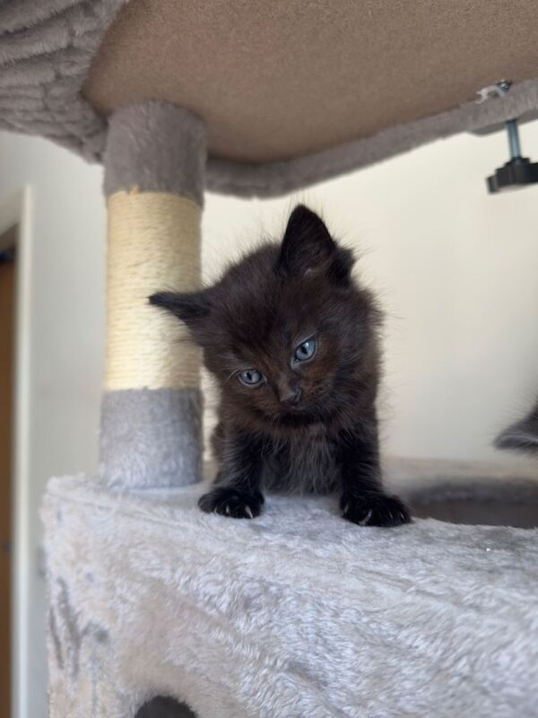 Ragdoll & British Shorthair Kittens - Image 4 of 5