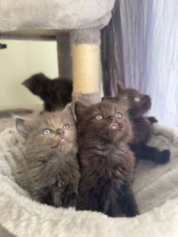 Ragdoll & British Shorthair Kittens - Image 5 of 5
