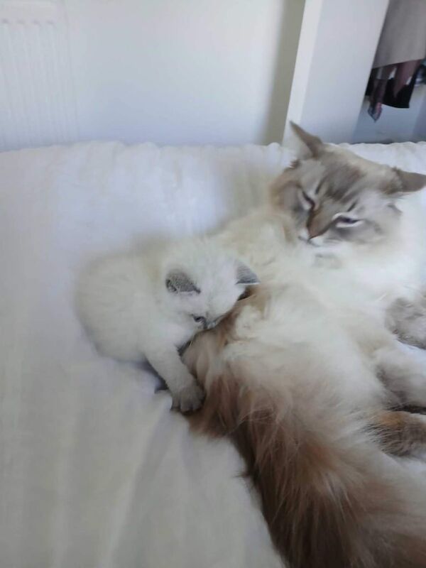 Ragdoll british shorthair mix for sale in Bearsden, Dunbartonshire