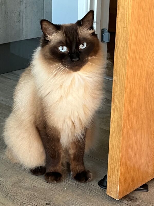 Ragdoll kittens for sale in Gloucester, Gloucestershire – 2 years old