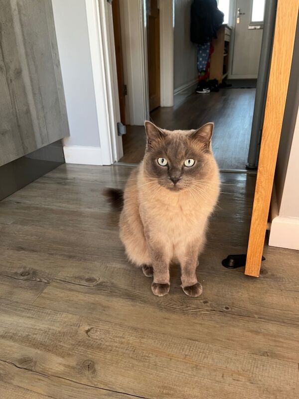 Ragdoll kittens for sale in Gloucester, Gloucestershire – 2 years old - Image 2 of 3