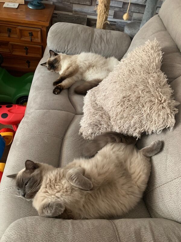 Ragdoll kittens for sale in Gloucester, Gloucestershire – 2 years old - Image 3 of 3