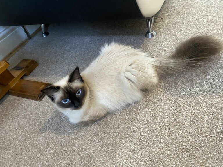Ragdoll kittens for sale in Bradford, West Yorkshire – 9 months old