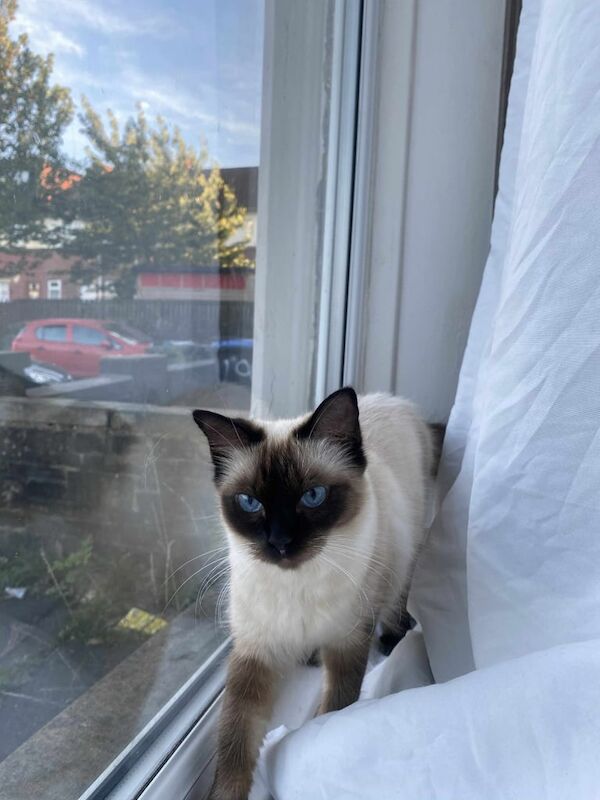 Ragdoll kittens for sale in Bradford, West Yorkshire – 9 months old - Image 2 of 3