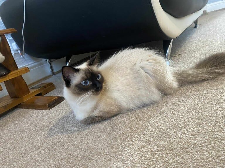 Ragdoll kittens for sale in Bradford, West Yorkshire – 9 months old - Image 3 of 3