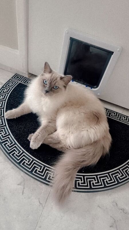Ragdoll cat for sale in Bradford, West Yorkshire