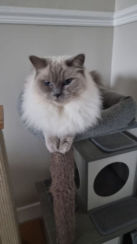 Ragdoll cat for sale in Bradford, West Yorkshire | Image 2