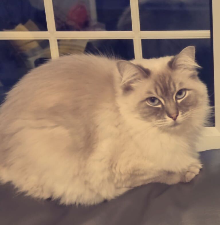 Ragdoll cat for sale in Bradford, West Yorkshire | Image 2