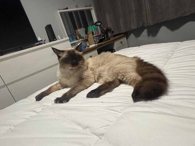 Ragdoll kittens for sale in Tullibody, Clackmannan – 1 year old