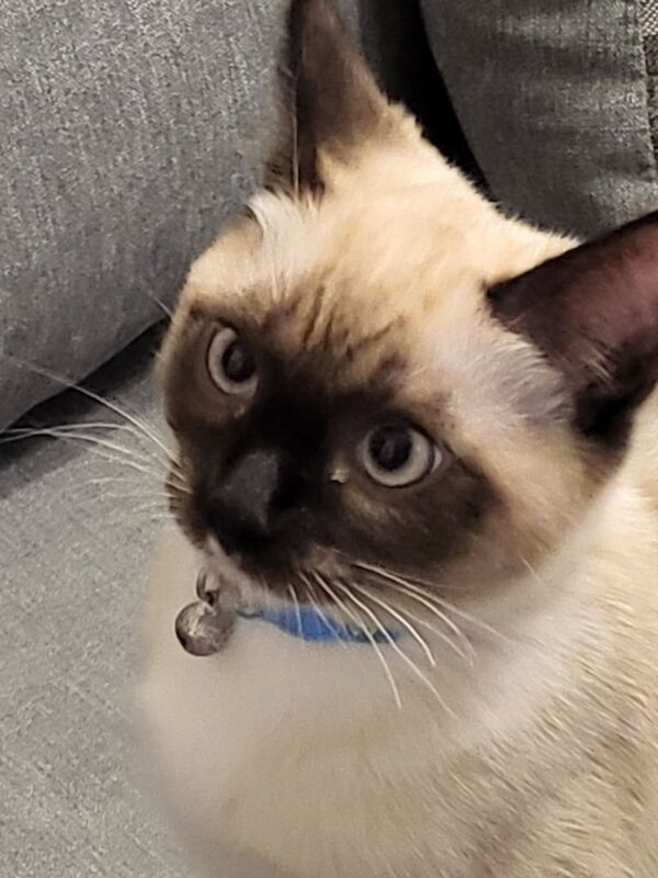 Ragdoll kittens for sale in Alloa, Clackmannan – 2 years old