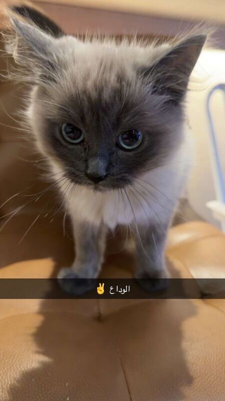 Ragdoll Kittens For Sale Under £300