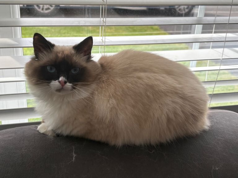 Ragdoll Kittens For Sale