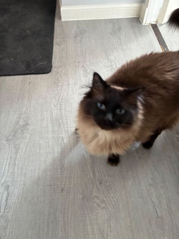 Ragdoll Cat