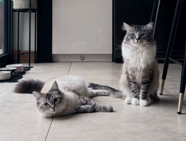 Ragdoll Cat