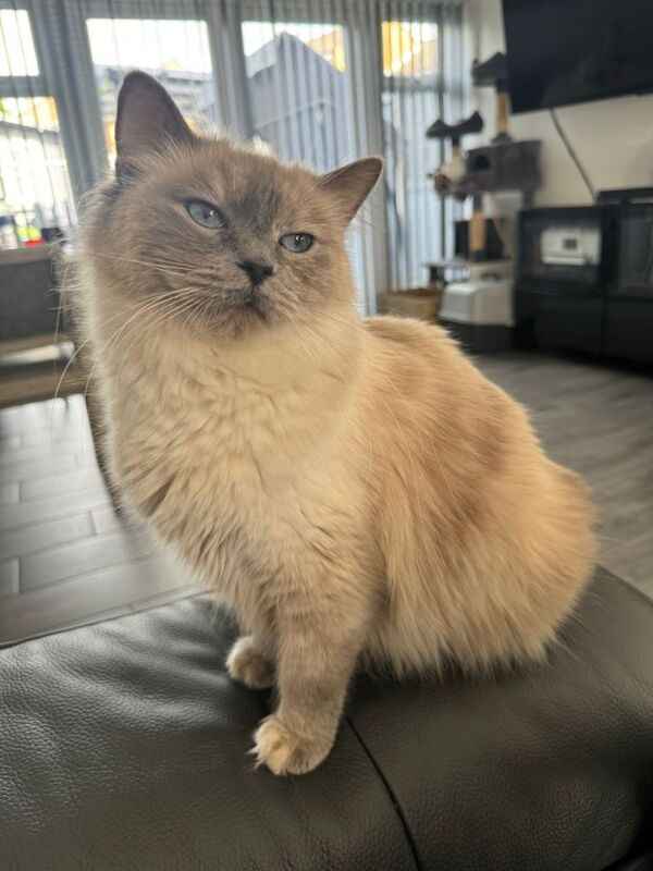 Ragdoll Kittens For Sale Under £300