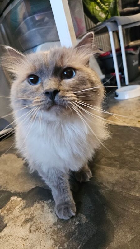 Ragdoll Cat boy ster for sale in Kingsbury, Greater London