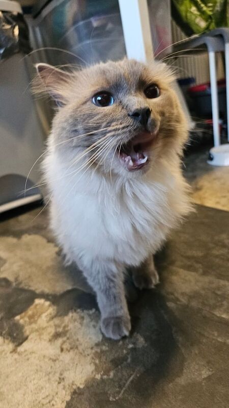 Ragdoll Cat boy ster for sale in Kingsbury, Greater London | Image 2