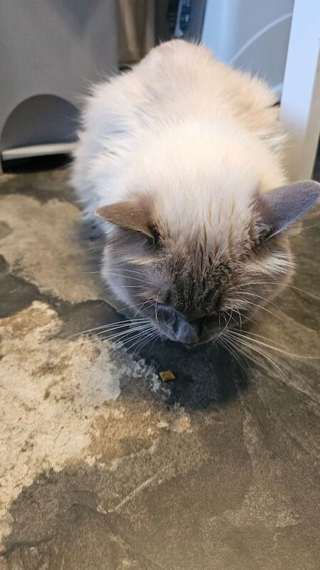 Ragdoll Cat boy ster for sale in Kingsbury, Greater London | Image 3