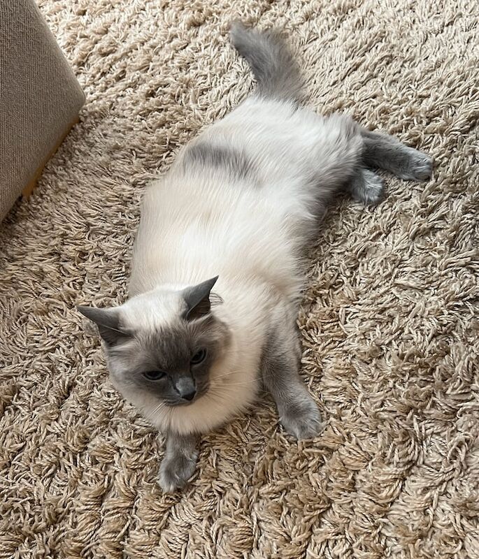 Ragdoll kittens for sale in Cottingham, East Riding of Yorkshire – 2 years old
