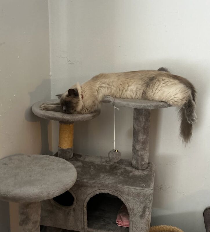 Ragdoll kittens for sale in Cottingham, East Riding of Yorkshire – 2 years old - Image 2 of 3