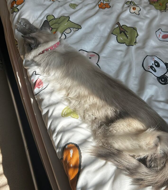 Ragdoll kittens for sale in Cottingham, East Riding of Yorkshire – 2 years old - Image 3 of 3