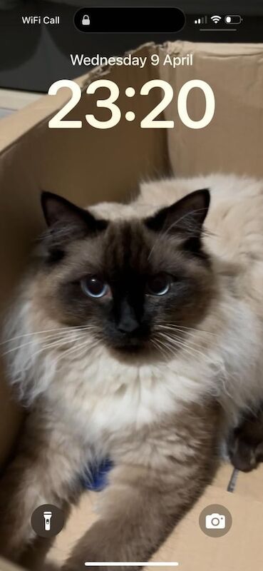 Ragdoll kittens for sale in Newham, Cornwall – 1 year old
