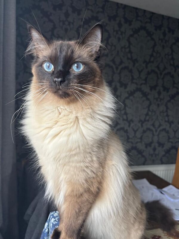 Ragdoll kittens for sale in Newham, Cornwall – 1 year old - Image 2 of 3