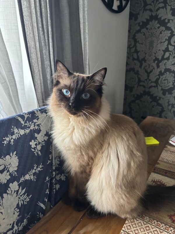 Ragdoll kittens for sale in Newham, Cornwall – 1 year old - Image 3 of 3
