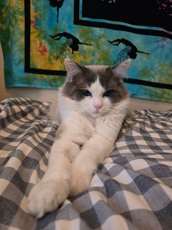 Ragdoll kittens for sale in Aberdeen, City of Aberdeen – 1 year old
