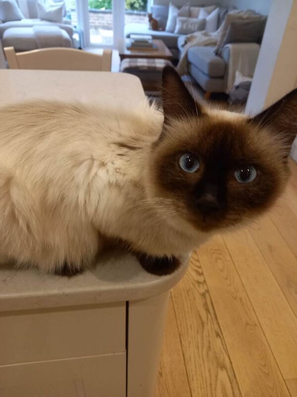 Ragdoll Cat One Year old.