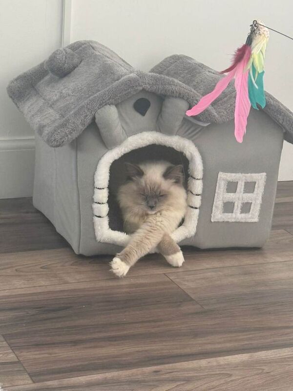 Ragdoll Kittens For Sale