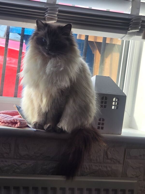 Ragdoll kittens for sale in Manchester, Greater Manchester – 2 years old