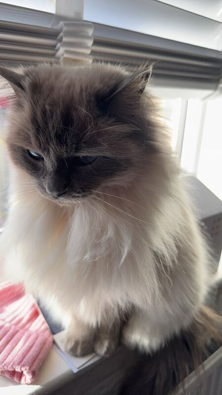 Ragdoll kittens for sale in Manchester, Greater Manchester – 2 years old - Image 2 of 3