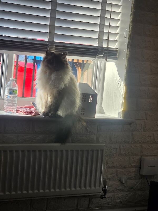 Ragdoll kittens for sale in Manchester, Greater Manchester – 2 years old - Image 3 of 3