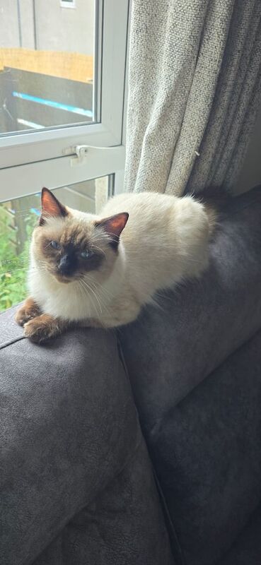 Ragdoll kittens for sale in Erskine, Renfrewshire – 11 months old