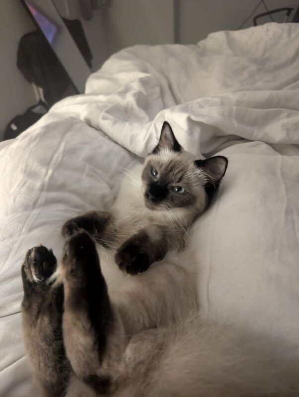 Ragdoll kittens for sale in Erskine, Renfrewshire – 11 months old - Image 2 of 3