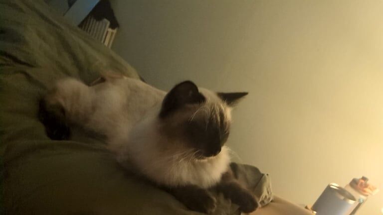 Ragdoll kittens for sale in Erskine, Renfrewshire – 11 months old - Image 3 of 3