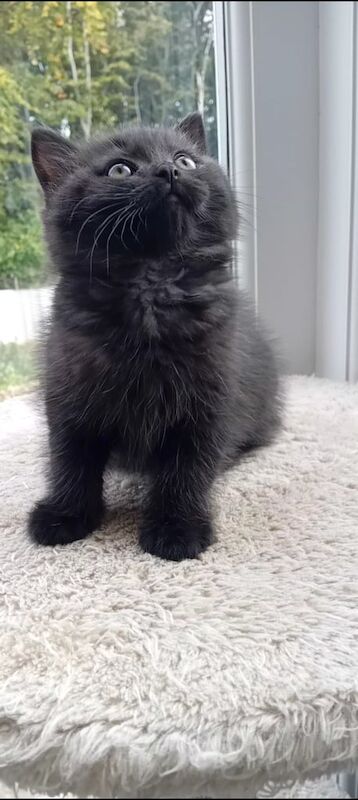 Ragdoll kittens for sale in St Anne's, Bristol – 7 weeks old - Image 2 of 4